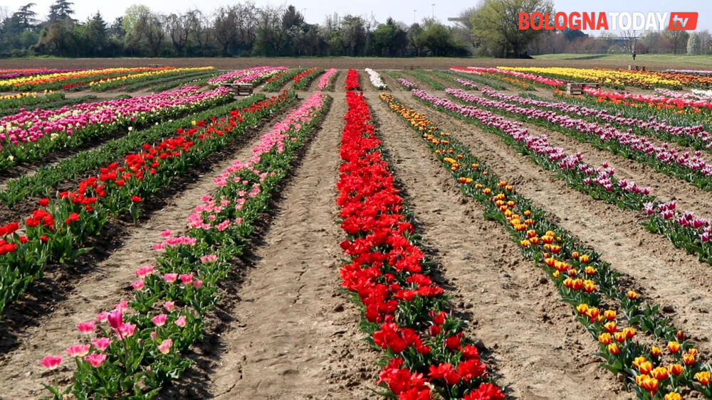 Tulipark, a Roma il giardino olandese più grande d’Italia