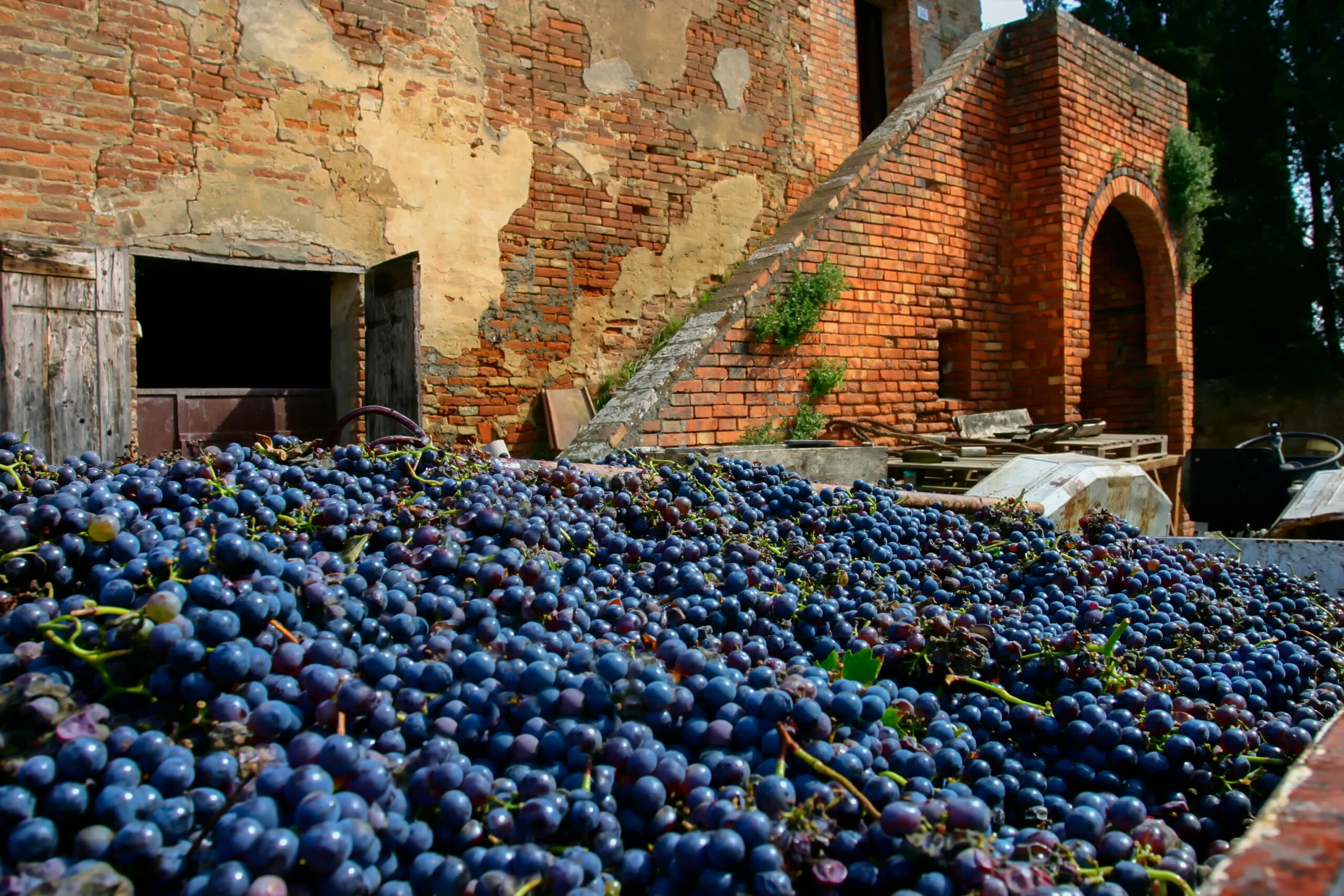 Vendemmiata Romana 2024: la festa dell’uva al Museo Orto Botanico di Roma