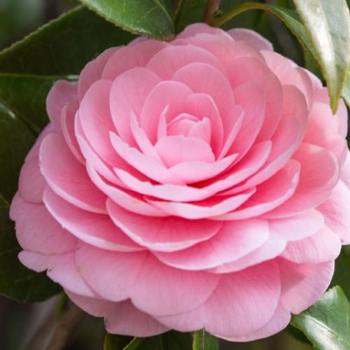 La Camelia