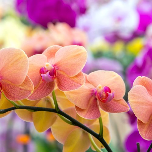 Monti Prenestini: Alla Scoperta del Fascino delle Orchidee in Primavera