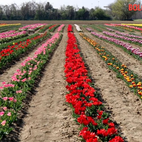Tulipark, a Roma il giardino olandese più grande d’Italia