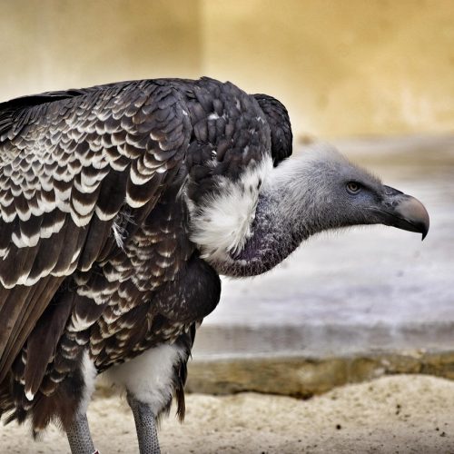 Il BioParco di Roma celebra la Giornata Internazionale delle Foreste